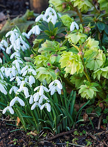 EAST_LAMBROOK_MANOR_SOMERSET_WINTER__SNOWDROPS_AND_LIME_GREEN_HELLEBORES__PLANT_COMBINATION_PLANT_AS
