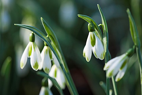 AVON_BULBS_SOMERSET__WINTER_SNOWDROP__GALANTHUS_UNNAMED_GREEN_TIPPED_PLICATE