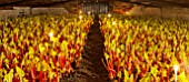 E OLDROYD & SONS, YORKSHIRE : FORCED RHUBARB QUEEN VICTORIA GROWING IN THE FORCING SHEDS LIT BY CANDLES