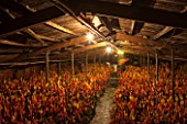 E OLDROYD & SONS, YORKSHIRE : FORCED RHUBARB TIMPERLEY EARLY  GROWING IN THE FORCING SHEDS LIT BY CANDLES