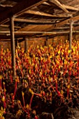 E OLDROYD & SONS, YORKSHIRE : FORCED RHUBARB TIMPERLEY EARLY  GROWING IN THE FORCING SHEDS LIT BY CANDLES