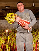 E OLDROYD & SONS, YORKSHIRE : FORCED RHUBARB QUEEN VICTORIA GROWING IN THE FORCING SHEDS LIT BY CANDLES - RHUBARB PICKER HOLDING RHUBARB