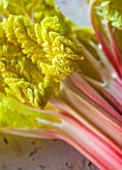 E OLDROYD & SONS, YORKSHIRE : QUEEN VICTORIA FORCED RHUBARB