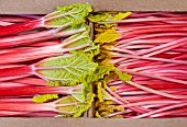 E OLDROYD & SONS, YORKSHIRE : QUEEN VICTORIA FORCED RHUBARB AND TIMPERLEY EARLY FORCED RHUBARB PACKED READY FOR TRANSPORT
