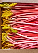 E OLDROYD & SONS, YORKSHIRE : TIMPERLEY EARLY FORCED RHUBARB PACKED READY FOR TRANSPORT