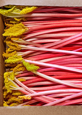 E_OLDROYD__SONS_YORKSHIRE__TIMPERLEY_EARLY_FORCED_RHUBARB_PACKED_READY_FOR_TRANSPORT
