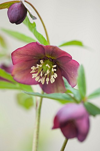 HAZLES_CROSS_FARM_MIKE_BYFORD_COLLECTION_OF_HELLEBORES__HELLEBORUS_ATRORUBENS_FROM_SOUTH_EAST_SLOVEN