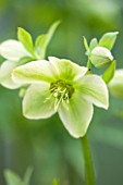 HAZLES CROSS FARM: MIKE BYFORD COLLECTION OF HELLEBORES - HELLEBORUS LIGURICUS FROM ITALY