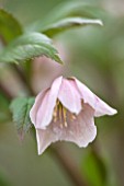 HAZLES CROSS FARM: MIKE BYFORD COLLECTION OF HELLEBORES - HELLEBORUS THIBETANUS FROM CHINA