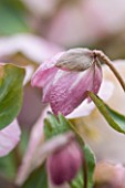 HAZLES CROSS FARM: MIKE BYFORD COLLECTION OF HELLEBORES - HELLEBORUS PINK MARBLE