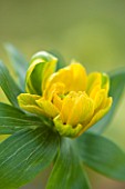 HAZLES CROSS FARM: MIKE BYFORD COLLECTION OF HELLEBORES - ACONITE - ERANTHIS HYEMALIS -  UNKNOWN CULTIVAR