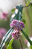 RHS GARDEN, WISLEY, SURREY: SCENT - WINTER FLOWERS OF DAPHNE BHOLUA PETER SMITHERS