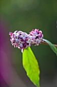 RHS GARDEN, WISLEY, SURREY: SCENT - WINTER FLOWERS OF DAPHNE BHOLUA PETER SMITHERS