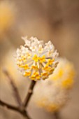 RHS GARDEN, WISLEY, SURREY: SCENT - WINTER FLOWERS OF EDGEWORTHIA CHRYSANTHA
