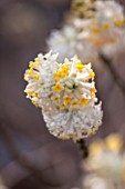 RHS GARDEN, WISLEY, SURREY: SCENT - WINTER FLOWERS OF EDGEWORTHIA CHRYSANTHA