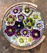 KAPUNDA PLANTS -  HELLEBORES FLOATING IN A BOWL IN THE CONSERVATORY