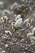RHS GARDEN, WISLEY, SURREY: CREAM / WHITE FLOWERS OF MAGNOLIA STELLATA WATERLILY