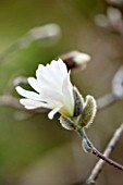 RHS GARDEN, WISLEY, SURREY: WHITE FLOWERS OF MAGNOLIA STELLATA CENTENNIAL