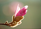RHS GARDEN, WISLEY, SURREY: PINK FLOWER OF MAGNOLIA X LOEBNERI LEONARD MESSEL