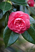 RHS GARDEN, WISLEY, SURREY: PINK FLOWER OF CAMELLIA JAPONICA RUBESCENS MAJOR