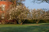 THE NATIONAL TRUST - DUNHAM MASSEY, CHESHIRE: TWO MAGNOLIAS BY THE HOUSE IN MORNING LIGHT