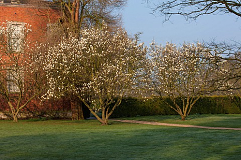 THE_NATIONAL_TRUST__DUNHAM_MASSEY_CHESHIRE_TWO_MAGNOLIAS_BY_THE_HOUSE_IN_MORNING_LIGHT