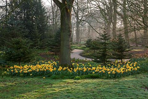 THE_NATIONAL_TRUST__DUNHAM_MASSEY_CHESHIRE_DAFFODILS__NARCISSI_GROWING_IN_THE_WOODLAND
