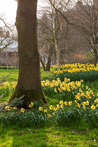 THE_NATIONAL_TRUST__DUNHAM_MASSEY_CHESHIRE_DAFFODILS__NARCISSI_GROWING_IN_THE_WOODLAND