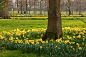 THE NATIONAL TRUST - DUNHAM MASSEY, CHESHIRE: DAFFODILS - NARCISSI GROWING IN THE WOODLAND