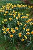 THE NATIONAL TRUST - DUNHAM MASSEY, CHESHIRE: DAFFODILS - NARCISSI GROWING IN THE WOODLAND