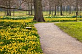THE NATIONAL TRUST - DUNHAM MASSEY, CHESHIRE: DAFFODILS - NARCISSUS TETE - A - TETE GROWING BESIDRE A PATH IN THE WOODLAND