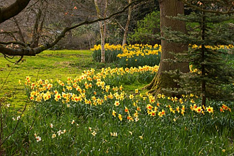 THE_NATIONAL_TRUST__DUNHAM_MASSEY_CHESHIRE_DAFFODILS__NARCISSUS_GROWING_IN_THE_WOODLAND