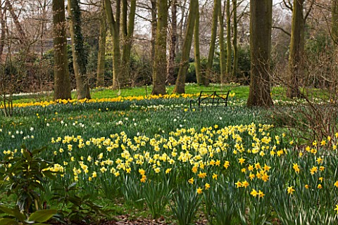 THE_NATIONAL_TRUST__DUNHAM_MASSEY_CHESHIRE_DAFFODILS__NARCISSUS_GROWING_IN_THE_WOODLAND