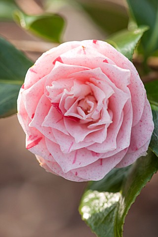 THE_NATIONAL_TRUST__DUNHAM_MASSEY_CHESHIRE_THE_WINTER_GARDEN__PINK_FLOWER_OF_CAMELLIA_JAPONICA_CARTE