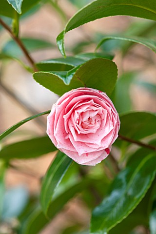 THE_NATIONAL_TRUST__DUNHAM_MASSEY_CHESHIRE_THE_WINTER_GARDEN__PINK_FLOWER_OF_CAMELLIA_JAPONICA_CARTE
