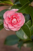THE NATIONAL TRUST - DUNHAM MASSEY, CHESHIRE: THE WINTER GARDEN - PINK FLOWER OF CAMELLIA JAPONICA HIGH HAT