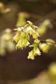 THE NATIONAL TRUST - DUNHAM MASSEY, CHESHIRE: THE WINTER GARDEN - YELLOW FLOWERS OF CORYLOPSIS PAUCIFLORA
