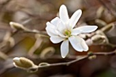 THE NATIONAL TRUST - DUNHAM MASSEY, CHESHIRE: THE WINTER GARDEN - WHITE FLOWER OF MAGNOLIA STELLATA WATERLILY