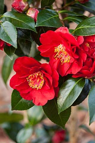 THE_NATIONAL_TRUST__DUNHAM_MASSEY_CHESHIRE_THE_WINTER_GARDEN__RED_FLOWER_OF_CAMELLIA_JAPONICA_GRAND_
