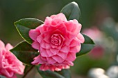 THE NATIONAL TRUST - DUNHAM MASSEY, CHESHIRE: THE WINTER GARDEN - PINK FLOWER OF CAMELLIA X WILLIAMSII WATER LILY - AGM - SHRUB