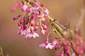 THE NATIONAL TRUST - DUNHAM MASSEY, CHESHIRE: THE WINTER GARDEN - PINK FLOWERS OF PRUNUS X SUBHIRTELLA FUKABANA