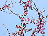 THE NATIONAL TRUST - DUNHAM MASSEY, CHESHIRE: THE WINTER GARDEN - PINK FLOWERS OF PRUNUS X SUBHIRTELLA FUKABANA