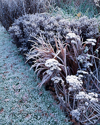 FROSTY_SEDUMS_IN_HERBACEOUS_BORDER_THE_OLD_RECTORY__BURGHFIELD__BERKS