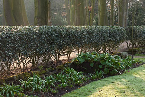 THE_NATIONAL_TRUST__DUNHAM_MASSEY_CHESHIRE_THE_WINTER_GARDEN__CLIPPED_HOLLY_HEDGE_BESIDE_THE_MOSS_GA