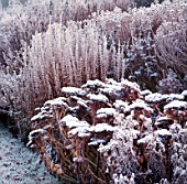 FROSTY SEDUMS IN HERBACEOUS BORDER THE OLD RECTORY  BURGHFIELD  BERKS
