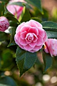THE NATIONAL TRUST - DUNHAM MASSEY, CHESHIRE: THE WINTER GARDEN - PINK FLOWER OF CAMELLIA JAPONICA HIGH HAT - SHRUB