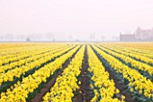 WALKERS BULBS, LINCOLNSHIRE: TAYLORS BULB FIELDS, HOLBEACH, SOUTH HOLLAND, LINCOLNSHIRE: FIELD FULL OF NARCISSUS CARLTON IN MORNING MIST