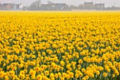 WALKERS BULBS, LINCOLNSHIRE: TAYLORS BULB FIELDS, HOLBEACH, SOUTH HOLLAND, LINCOLNSHIRE: FIELD FULL OF NARCISSUS CARLTON