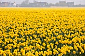 WALKERS BULBS, LINCOLNSHIRE: TAYLORS BULB FIELDS, HOLBEACH, SOUTH HOLLAND, LINCOLNSHIRE: FIELD FULL OF NARCISSUS CARLTON