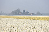 WALKERS BULBS, LINCOLNSHIRE: TAYLORS BULB FIELDS, HOLBEACH, SOUTH HOLLAND, LINCOLNSHIRE: FIELD FULL OF NARCISSUS ICE FOLLIES
